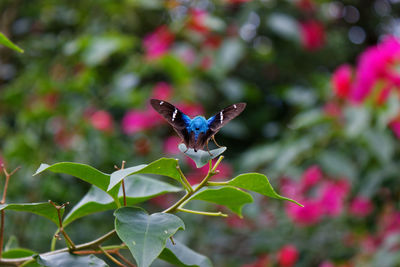 Close-up of butterfly perching on flower