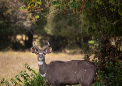 Portrait of deer