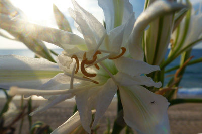 Close-up of flowers