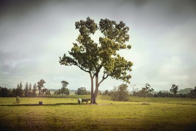 Tree on field against sky