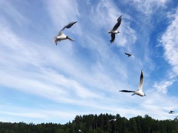 Low angle view of seagulls flying against sky