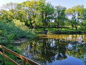 Scenic view of lake by trees in forest against sky