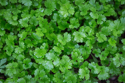 Full frame shot of fresh green plants