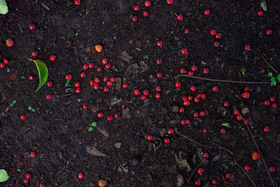 High angle view of berries on field