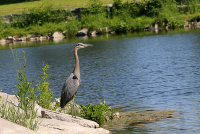 High angle view of gray heron perching on lake