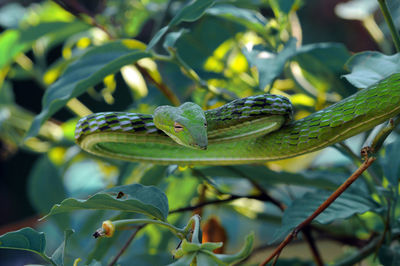 Close-up of lizard on leaf