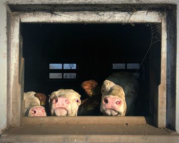 Portrait of man by window