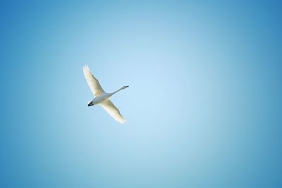 Low angle view of seagull flying against clear sky