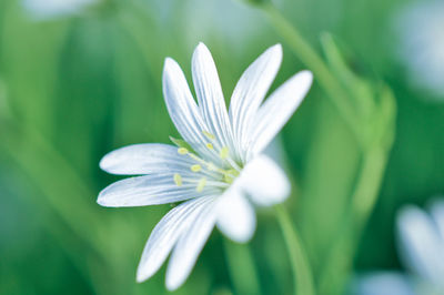 Close-up of white flowers blooming outdoors