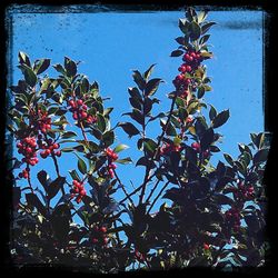 Low angle view of flowers against sky