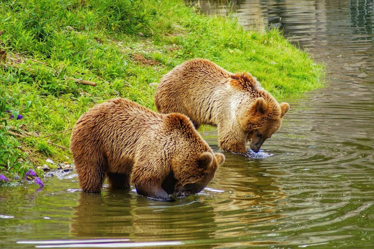 animal themes, water, mammal, lake, animal family, grass, nature, zoo, young animal, day, outdoors, no people, rippled, green color, bear, brown, animal