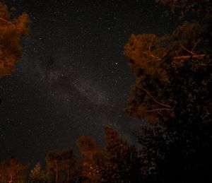 Low angle view of trees against sky at night