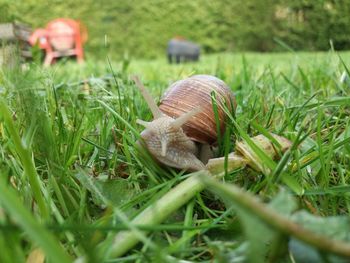 Close-up of snail on field