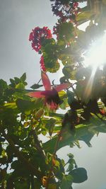 Low angle view of flowers on tree