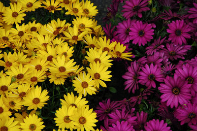 High angle view of yellow flowering plants