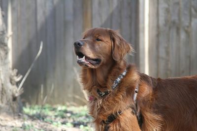 Dog with dog in background