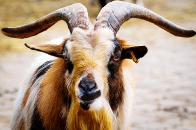 Close-up portrait of goat