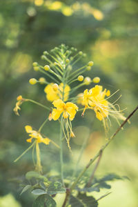 Close-up of yellow flowering plant