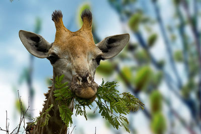 Close-up of lizard on tree