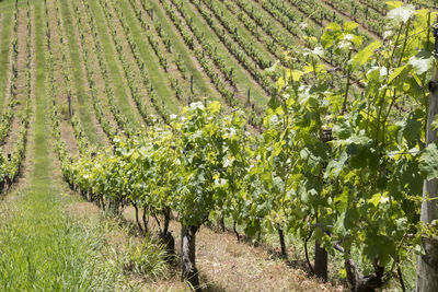 View of vineyard