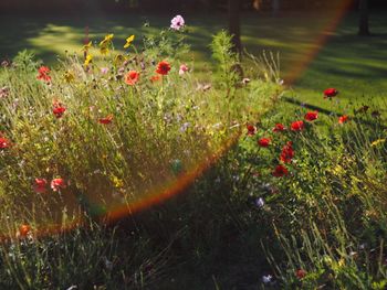 Close-up of flowers growing in grass