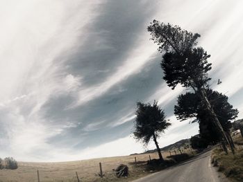 Palm trees on road against cloudy sky