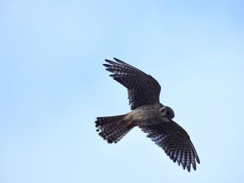 Low angle view of eagle flying against clear sky