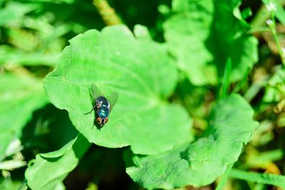 Close-up of insect on leaf