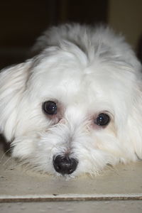 Close-up portrait of white dog