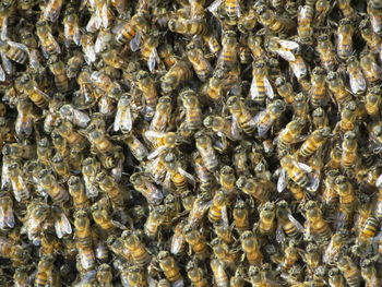 Full frame shot of honey bees