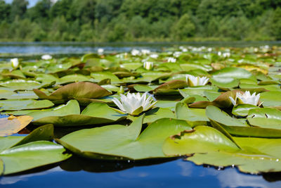 Close-up of lotus water lily in lake