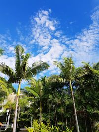Low angle view of coconut palm trees against blue sky
