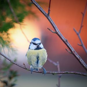 Close-up of bird perching on branch