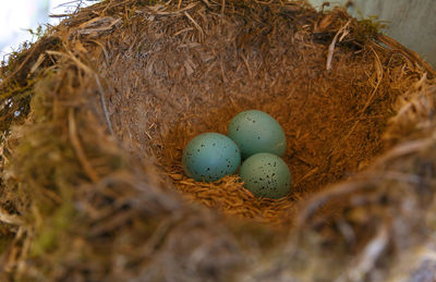 Close-up of eggs in nest