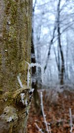 Close-up of frost on tree trunk during winter