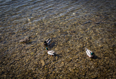 High angle view of birds on beach