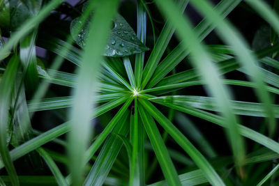 Full frame shot of plants growing on field