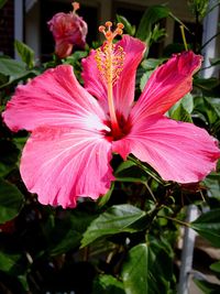 Close-up of pink flower blooming outdoors