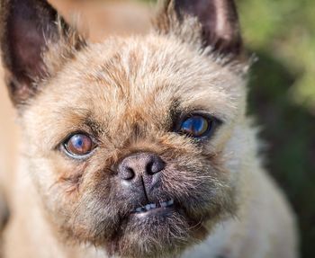 Close-up portrait of dog