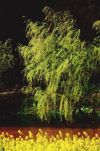 Trees growing in the dark