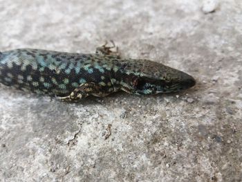 Close-up of lizard