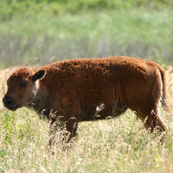 Side view of a young bison calf on field