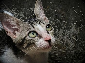 Close-up portrait of a cat