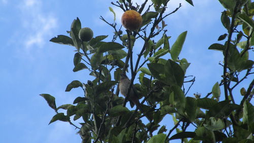 Low angle view of flowering plant against blue sky