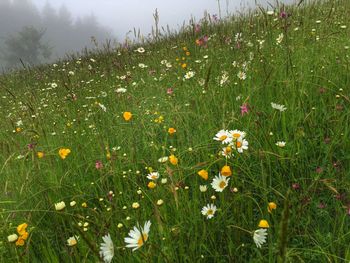 Close-up of flowers blooming in field