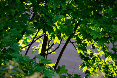 Low angle view of plant growing on tree