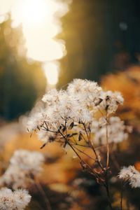 Close-up of white flowering plant