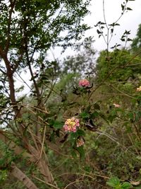 Close-up of flowers blooming on tree