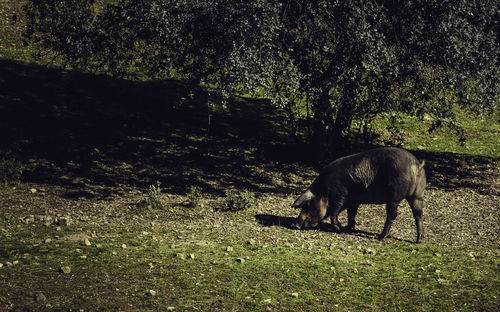 Horse grazing on field