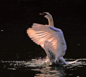 View of birds in water
